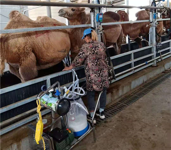 挤奶设备挤奶厅